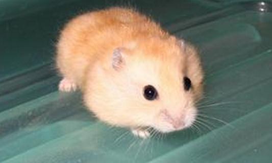 布丁倉鼠怎么養?布丁倉鼠的習性