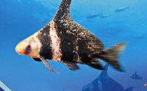 胭脂魚是怎樣的？胭脂魚的體型特征