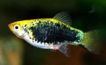 月光魚怎么養？月光魚的飼養環境