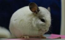 純白龍貓怎么養？純白龍貓的特點