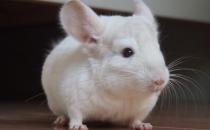 粉白龍貓的簡介-粉白龍貓的飼養環境