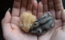 黑線倉鼠怎么養？黑線倉鼠的生長規律