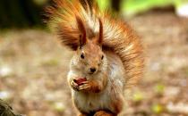 黃山松鼠怎么養？黃山松鼠的形態特征