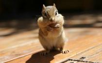 金花鼠怎么養？金花鼠的喂養要點