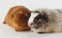 秘魯緞毛天竺鼠怎么養(yǎng)？秘魯緞毛天竺鼠生活環(huán)境