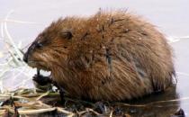 麝香鼠的性別區分-麝香鼠的價值