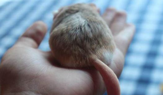 通心粉鼠的簡介-通心粉鼠怎么養?