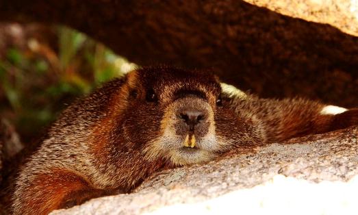 土撥鼠怎么養？土撥鼠的品種