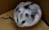 一線倉鼠怎么養？一線倉鼠的喂食要點