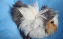 長卷毛天竺鼠怎么養？長卷毛天竺鼠飲食要點