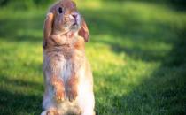 安哥拉兔的產(chǎn)地是哪里？安哥拉兔的價格