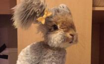 草泥兔是什么？草泥兔怎么養(yǎng)？