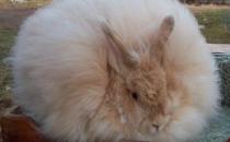 緞毛安哥拉兔的產地-緞毛安哥拉兔怎么養？