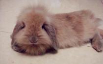 法國垂耳兔的產地-法國垂耳兔怎么養？