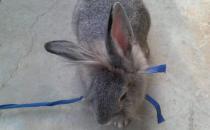 佛州大白兔怎么養？佛州大白兔的簡介