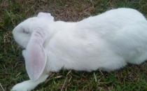 公羊兔是什么？公羊兔怎么護理？