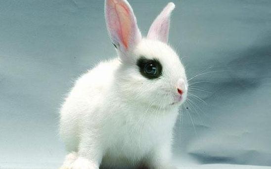 海棠兔產(chǎn)自哪里？海棠兔的環(huán)境溫度控制