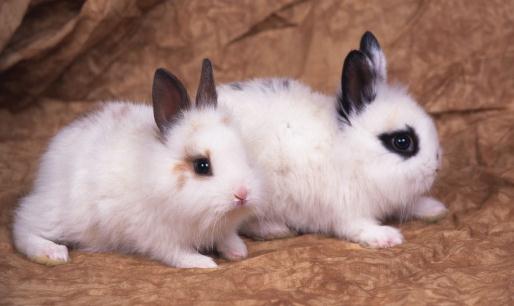 家兔怎么養(yǎng)?家兔吃什么?