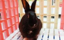 哈瓦那兔如何護理？哈瓦那兔怎么斷奶？
