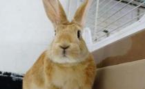 忌廉兔怎么養？忌廉兔的產地