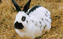 加利福尼亞兔產自哪里？