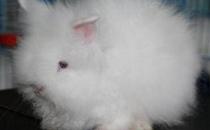 潔西伍莉的產地在哪里？