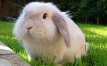 美國黃褐色家兔怎么養？美國黃褐色家兔的養法