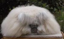 巨型安哥拉兔怎么養？巨型安哥拉兔喂食