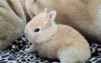 雷克斯兔的簡介-雷克斯兔是什么兔子？