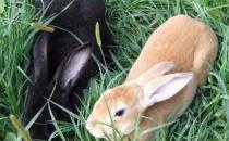 蓮山黑兔的簡介-蓮山黑兔是什么？