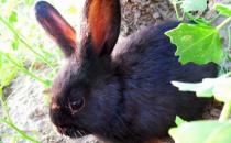 蓮山黑兔怎么養(yǎng)？蓮山黑兔多少錢能買到？