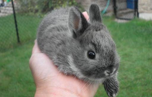 青紫藍(lán)兔的形態(tài)-青紫藍(lán)兔的體型特征