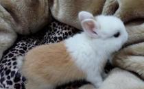 迷你雷克斯兔的簡介-迷你雷克斯兔外貌特征