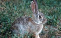 沙漠棉兔怎么養(yǎng)？沙漠棉兔吃什么？