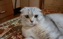 蘇格蘭折耳貓的養殖方法是什么？