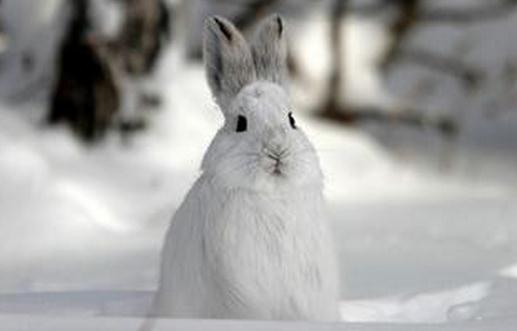 雪兔是什么?雪兔的簡介