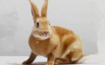 太行山兔怎么養？太行山兔吃什么？