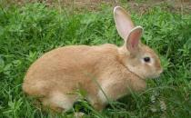 太行山兔多少錢能夠買到？