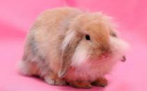 西施兔怎么養？西施兔吃什么？