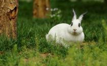 熊貓兔多少錢(qián)能夠買(mǎi)得到？