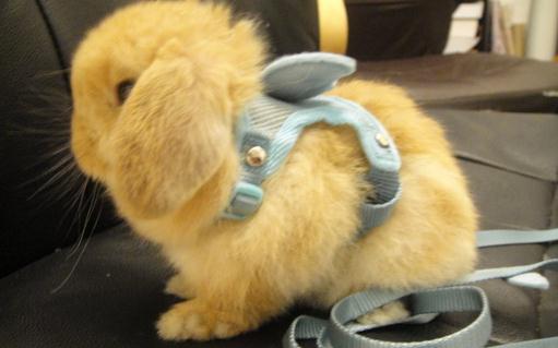 英國垂耳兔的價格如何？