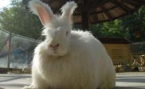 英國安哥拉兔的價格是多少？