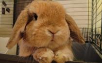 英國垂耳兔怎么養？英國垂耳兔吃什么？