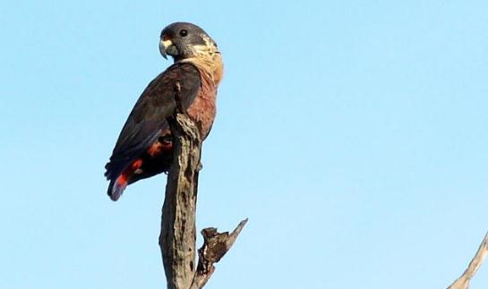暗色鸚鵡的產地 暗色鸚鵡的飼養方法