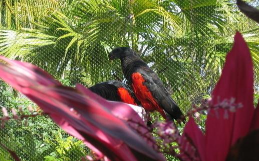 彼斯奎氏鸚鵡吃什么?彼斯奎氏鸚鵡的飼養方法