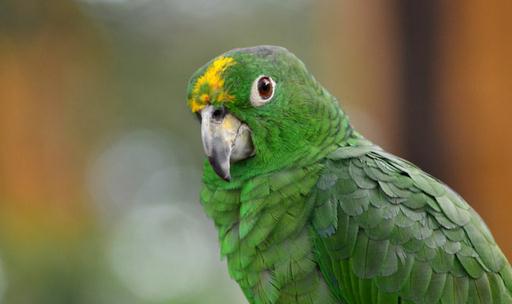 帝王亞馬遜鸚鵡應該如何飼養？