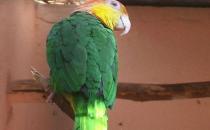 白腹凱克鸚鵡飼養方法 白腹凱克鸚鵡生存常態