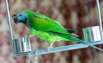 大緋胸鸚鵡和小緋胸鸚鵡有什么區(qū)別？