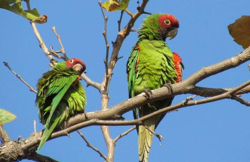 紅面具錐尾鸚鵡的飼養方法 紅面具錐尾鸚鵡的價格