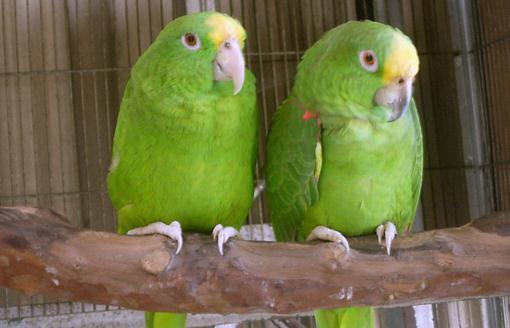 黃頸亞馬遜鸚鵡的壽命 黃頸亞馬遜鸚鵡的價格